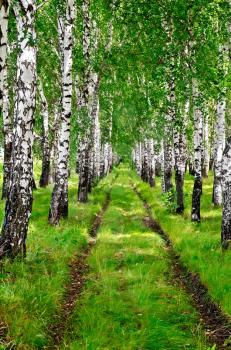 The dirt road between the rows of birch trees with white stems and green leaves