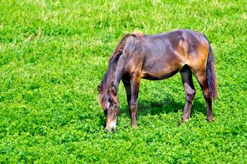 Brown horse grazing in a meadow with green grass