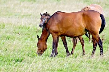 Grazing bay horse and piebald foal on a background of green grass
