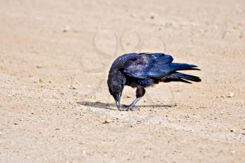 Black jackdaw on a background of yellow river sand