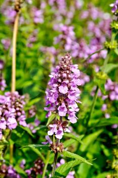 Stachys palustris pink flowers on a background of green grass