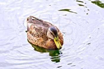 Wild brown duck swimming in the water reservoir