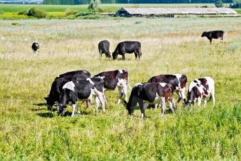 A herd of black and white and brown cows on the background of green grass, flowers and barn