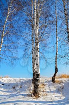 Birches on the background of snow, blue sky and yellow dry grass