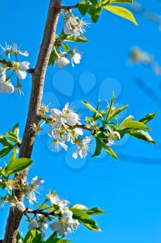 White flowers plums and green leaves against the blue sky