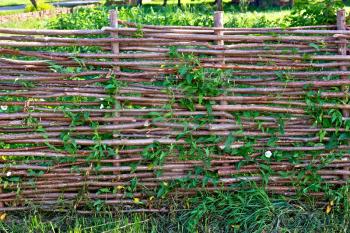 Woven willow fence, twined bindweed against a background of green grass
