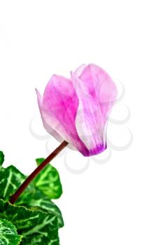 Pink cyclamen flower with green leaves isolated on white background