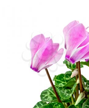 Cyclamen pink with green leaves isolated on white background