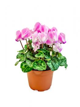 Pink cyclamen flowers with green leaves in a brown pot isolated on white background