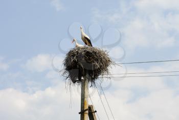 Royalty Free Photo of a Stork's Nest