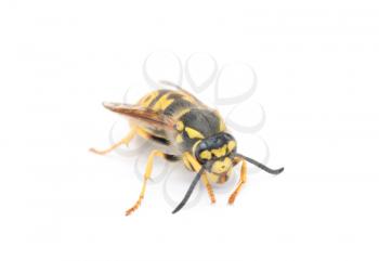 Royalty Free Photo of a Bee