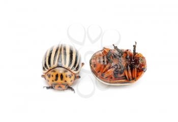 Royalty Free Photo of Two Beetle, One Upside Down