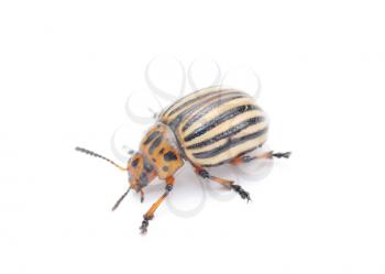 Royalty Free Photo of a Bug
