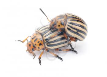 Royalty Free Photo of Mating Bugs