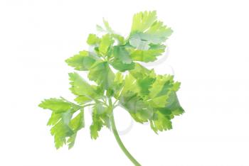 Royalty Free Photo of a Sprig of Parsley