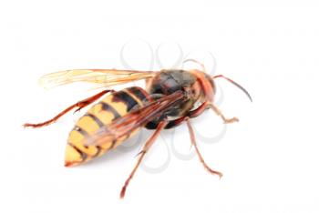 Royalty Free Photo of a Wasp