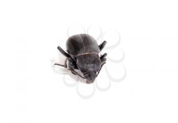 Royalty Free Photo of a Black Bug