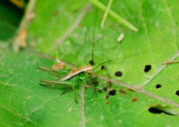 Royalty Free Photo of a Grasshopper on a Leaf
