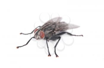Royalty Free Photo of a Fly