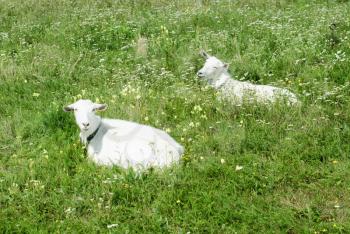 Royalty Free Photo of Two Goats in a Field