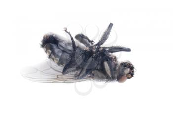 Royalty Free Photo of a Dead Fly