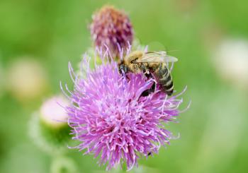 Royalty Free Photo of a Bee on Clover