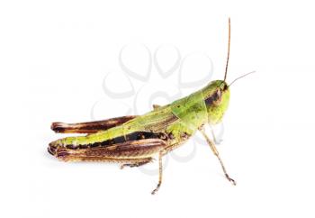 Royalty Free Photo of a Grasshopper