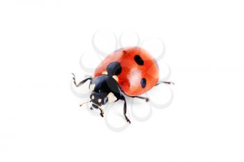 Royalty Free Photo of a Ladybug