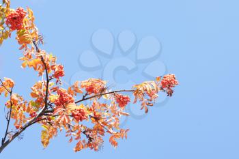 Royalty Free Photo of Berries and Leaves on a Branch