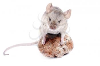 Royalty Free Photo of a Mouse on a Mushroom
