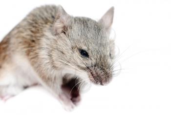 Royalty Free Photo of Mouse