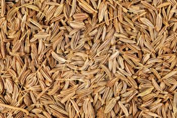 Royalty Free Photo of a Grain