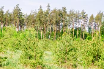 Pine forest.large and small trees, Ukraine. 