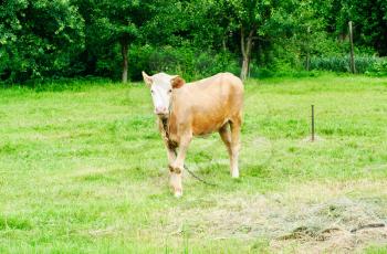 young brown bull in a pasture


