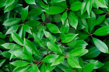Close-up of  green leaves  plant (Photinia x fraseri Red Robin) 