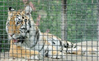 tiger in metal cage, close-up 
