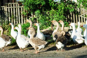 Flock of white and brown geese front of  the paling  
