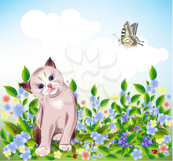  blue-eyed  little kitten at the meadow