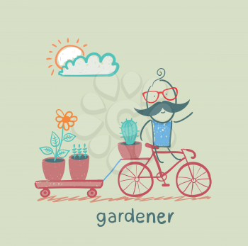 gardener carries a bicycle plant