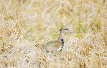 Photo of a southern lapwing bird (vanellus chilensis)