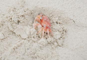 Ghost Crab in the sand