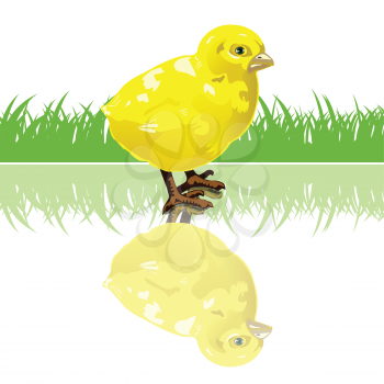 Royalty Free Clipart Image of a Yellow Chick