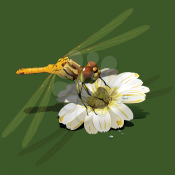 Royalty Free Clipart Image of a Dragonfly on a Flower