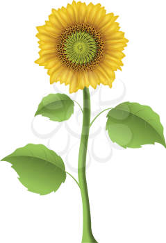 Royalty Free Clipart Image of a Sunflower