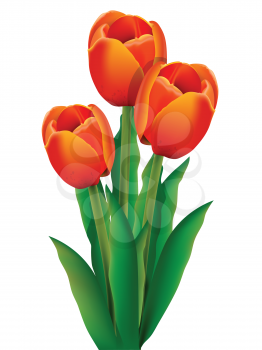 Royalty Free Clipart Image of a Bouquet of Tulips