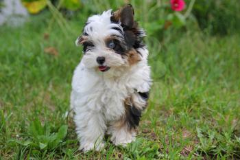 cheerful little tricolor puppy on a background of nature