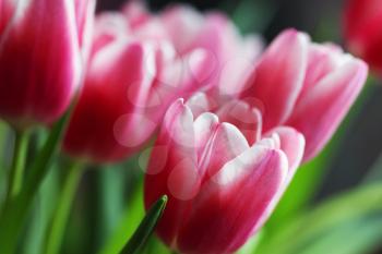Beautiful bouquet pink tulip on dark background