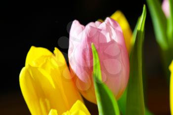 Beautiful Bouquet Pink and Yellow Tulip on Dark Background