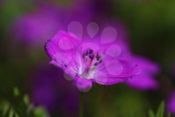 Delicate purple flower on a green background