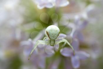 Royalty Free Photo of a Spider on Flowers
